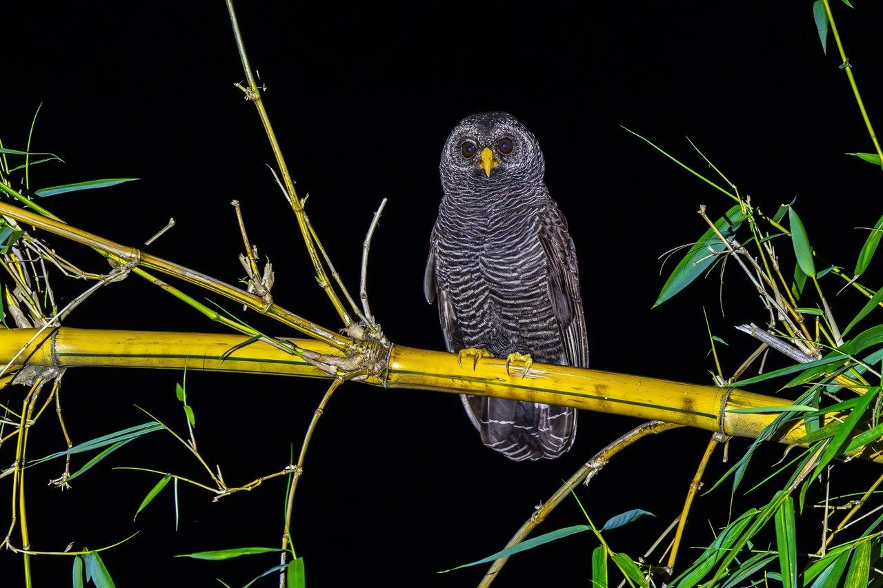Black-banded Owl (SZ)