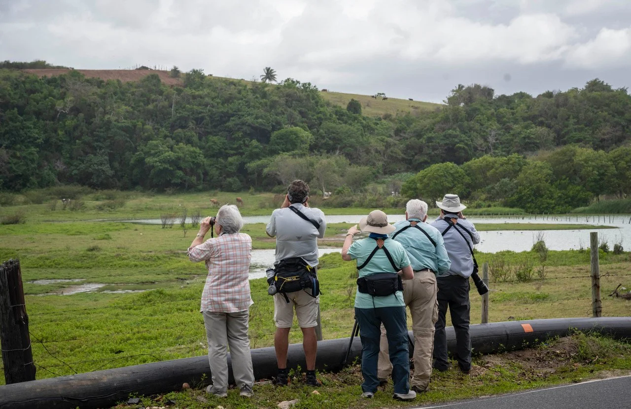 Puerto Rican Wetlands where the uncommon West Indian Whistling-duck can sometimes be found (DD)