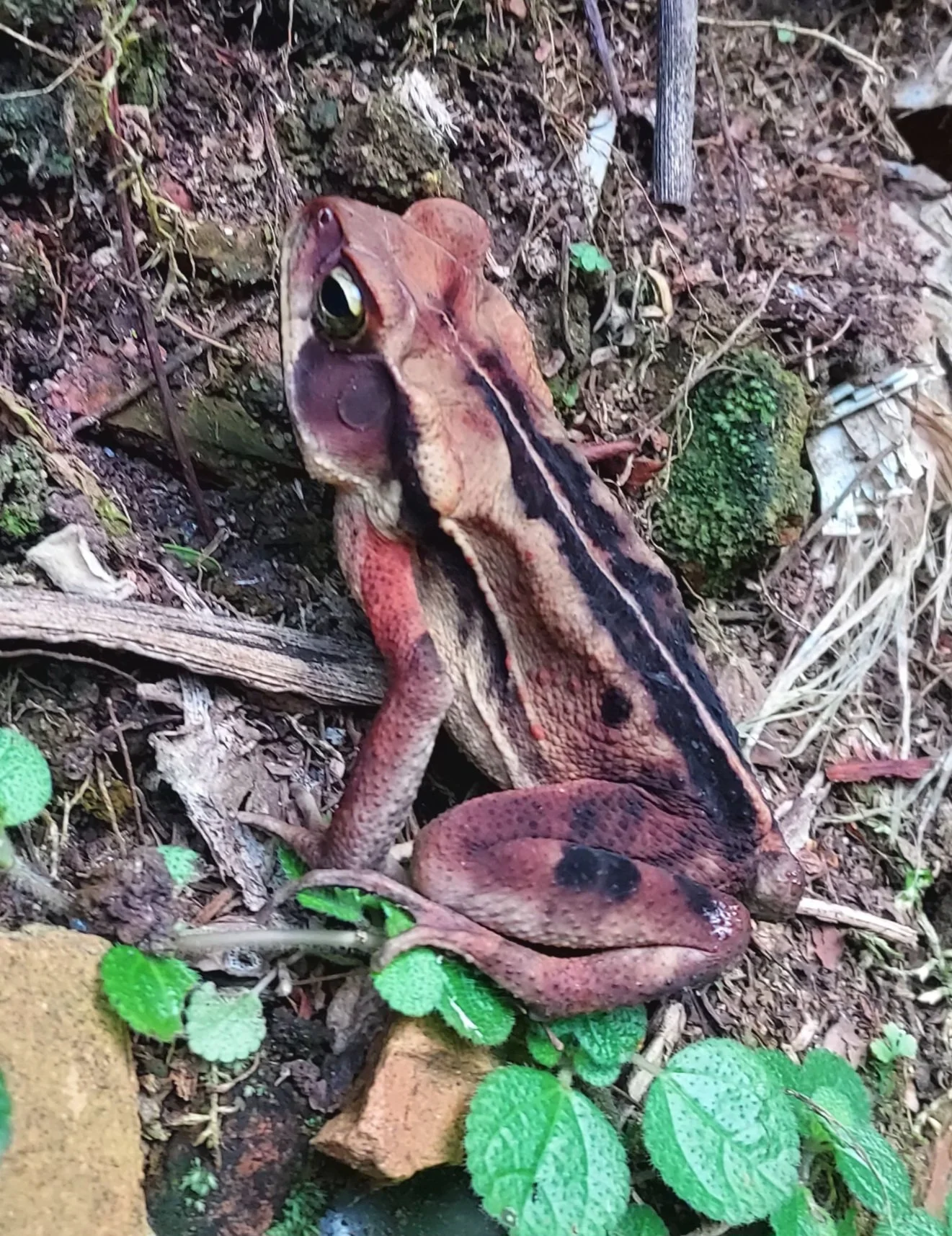 Ornate Forest Toad (Rhinella ornata), one of MANY Atlantic Forest endemics