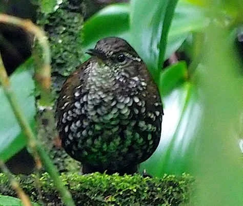 Sharp-tailed Streamcreeper (NB)