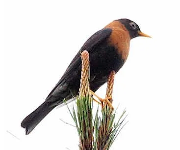 Rufous-collared Thrush (JJ)