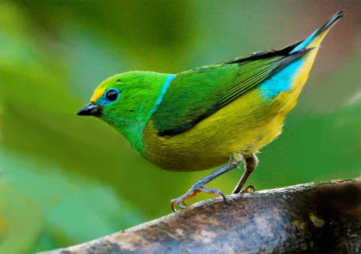 Blue-naped Chlorophonia (JJ) 