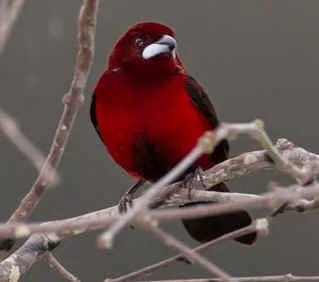 Crimson-backed Tanager (RS)