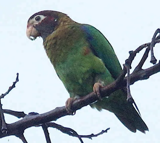 Brown-hooded parrot (JJ)