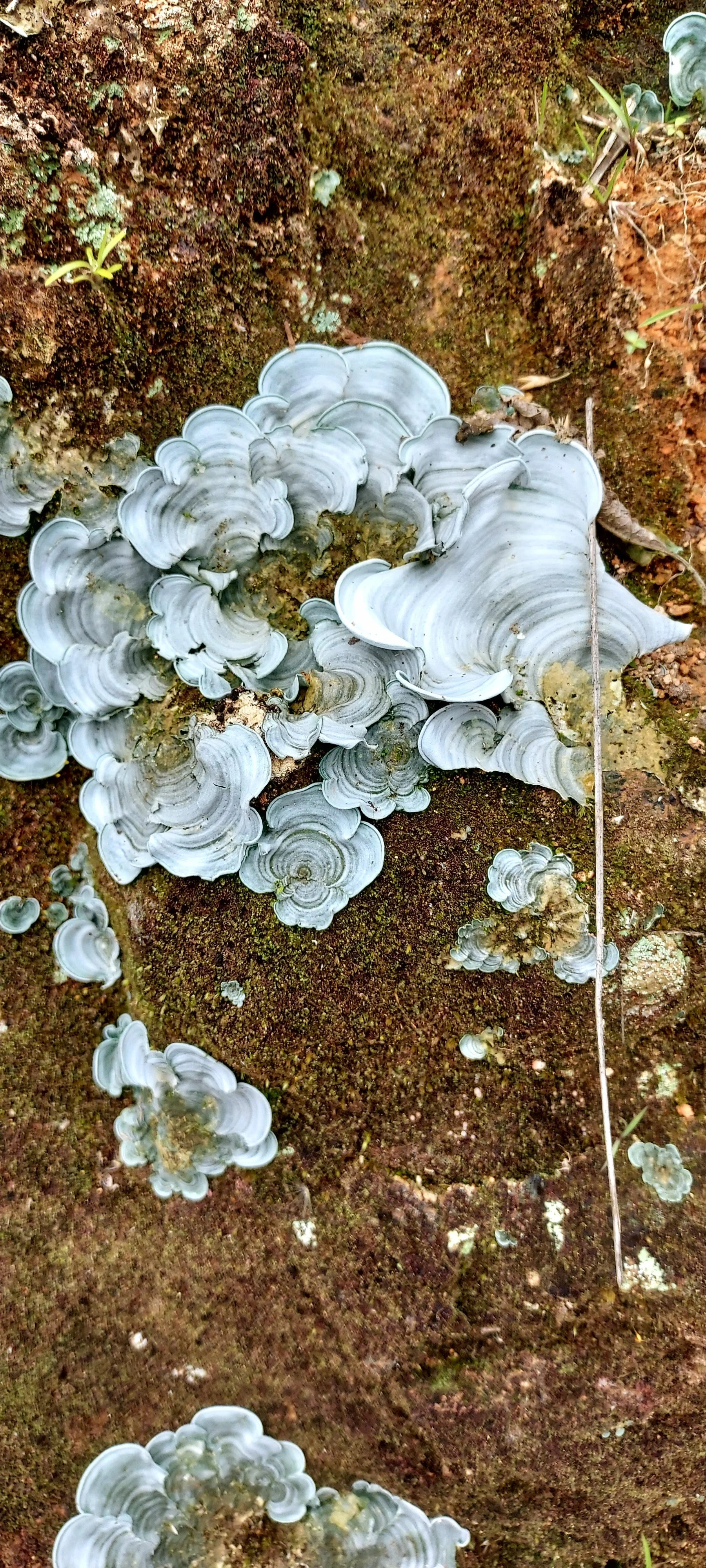 Cora sp, a unique lichen found in the Andes and the Atlantic Forest of Brazil, two of my favorite places :)
