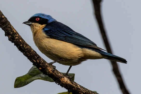 Fawn-breasted Tanager (WN)