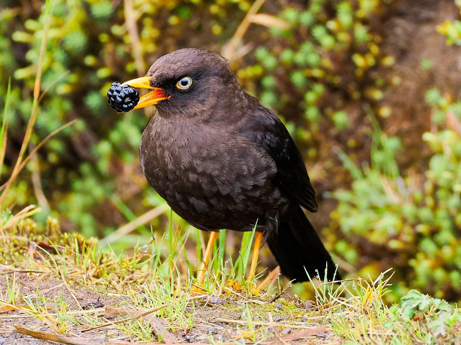 Sooty Thrush (WR)