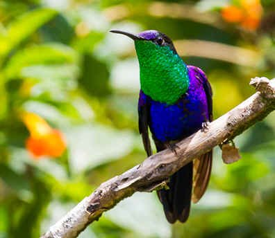 Crowned Woodnymph (MV)  