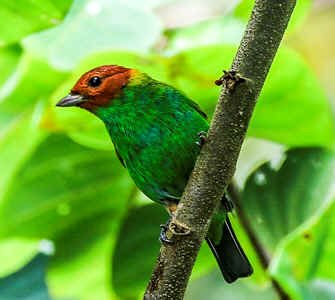 Bay-headed Tanager, race toddi (WN)  