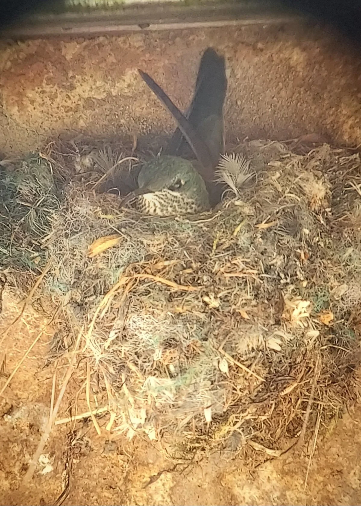High elevation (over 12,000 feet) hummingbirds, like Ecuadorian Hillstars, don't use spider web in their nest  and instead use plant material to make very large, well-insulated nests
