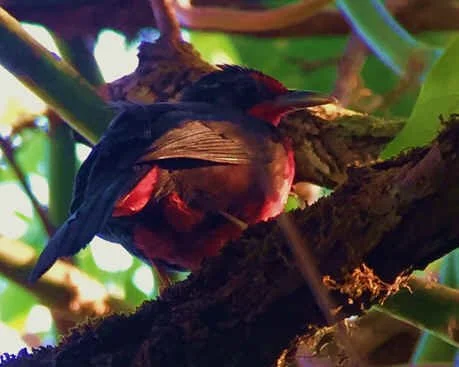 Rosy Thrush-tanager (SF)