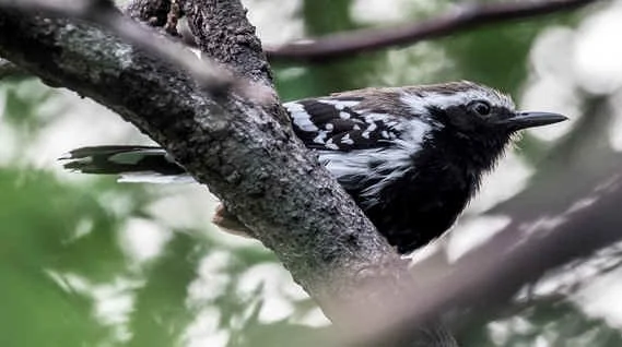 Northern White-fringed Antwren (WN) 