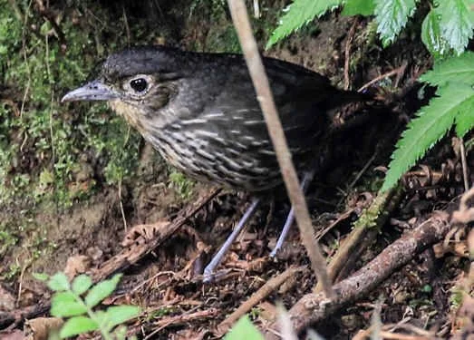 Santa Marta Antpitta (WN)