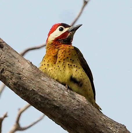 Spot-breasted Woodpecker (JJ) 