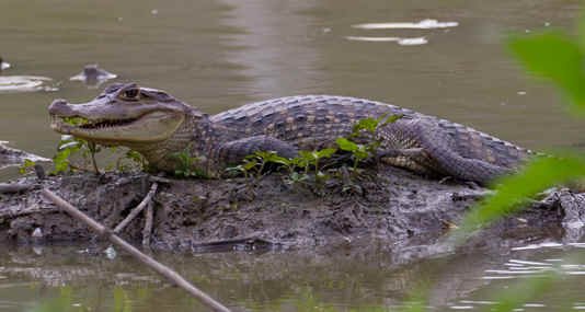 Spectacled Caiman (RS)