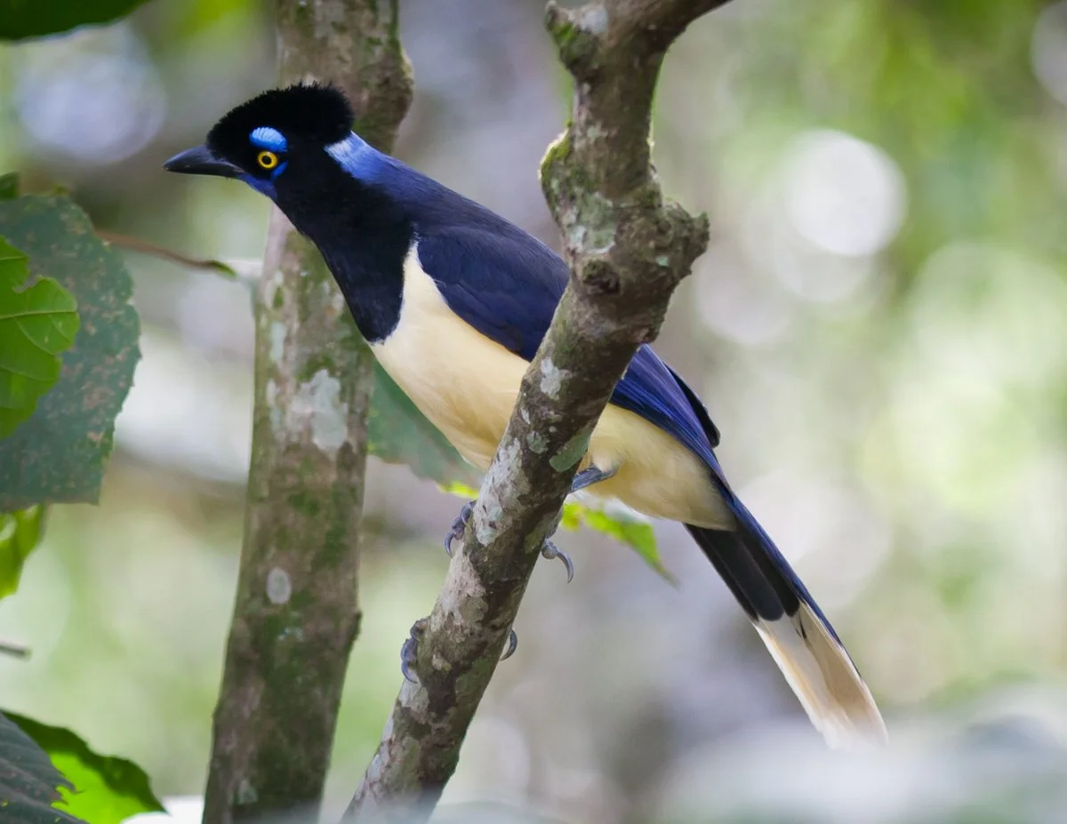 Plush-crested Jay