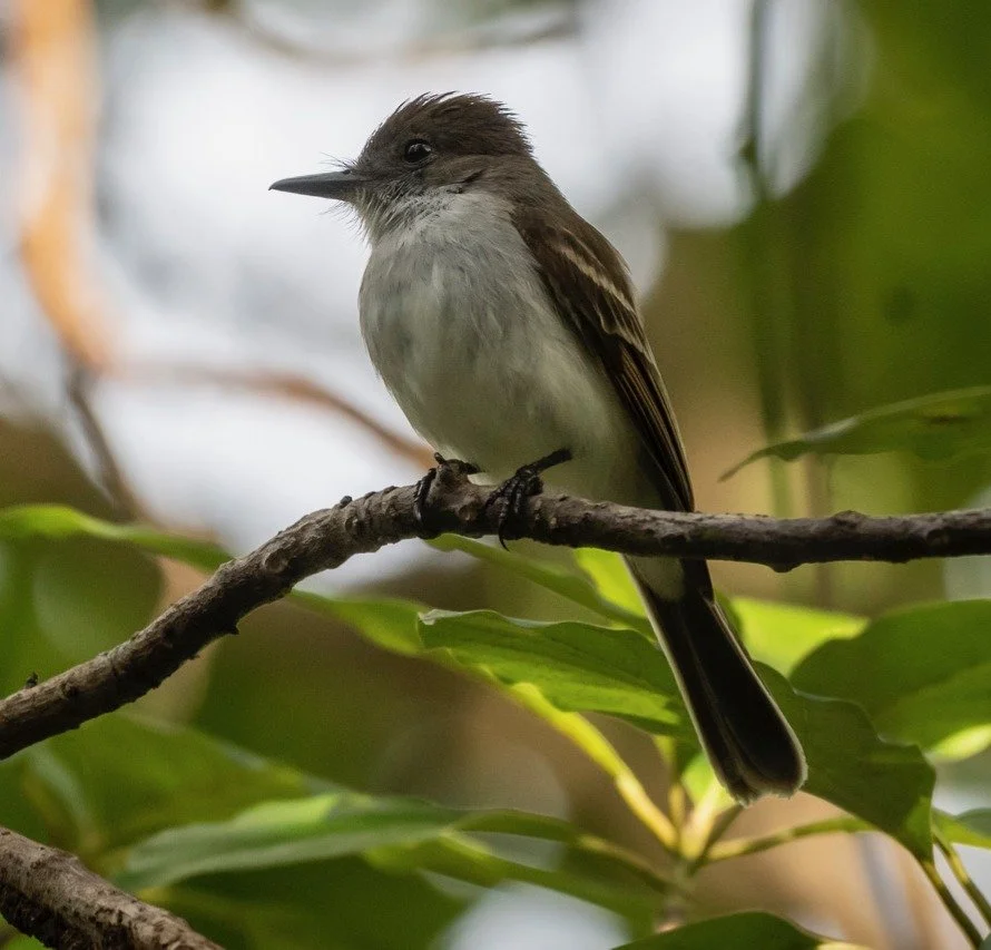 Puerto Rican Flycatcher (DD)