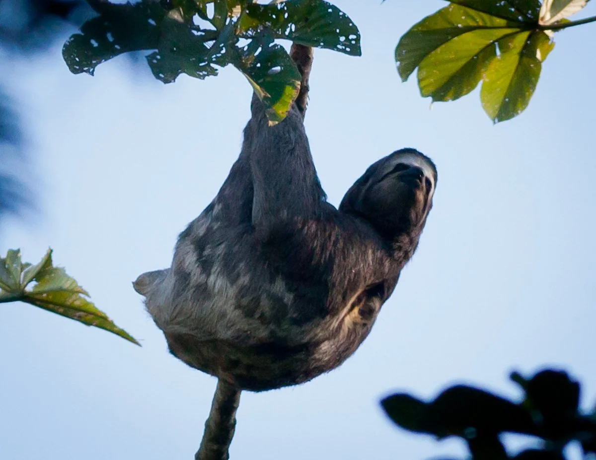 Brown-throated Three-toed Sloth