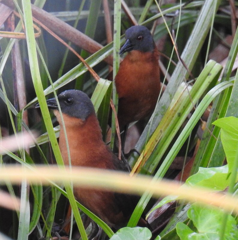 Ruddy Crake (BH)  