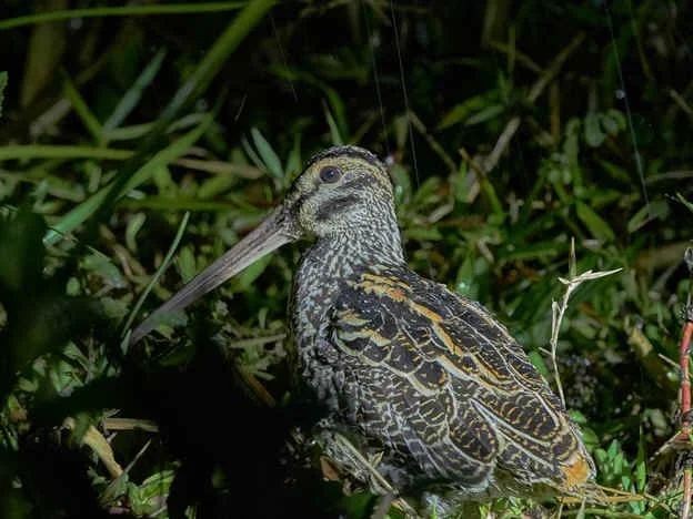 Giant Snipe (NB)