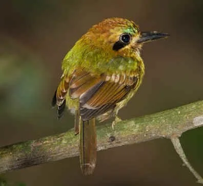 Tody Motmot (RS)