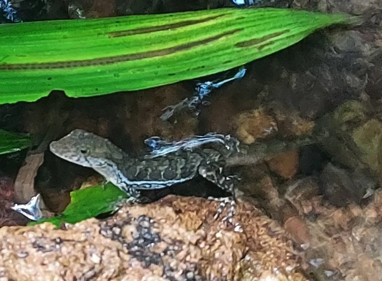 Water Anole (Anolis aquaticus), the "original" SCUBA diver and an amazing "amphi-reptile"