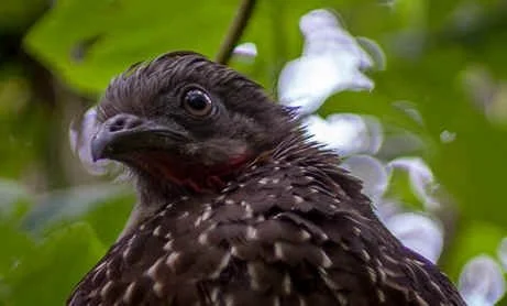 Band-tailed Guan (BL) 