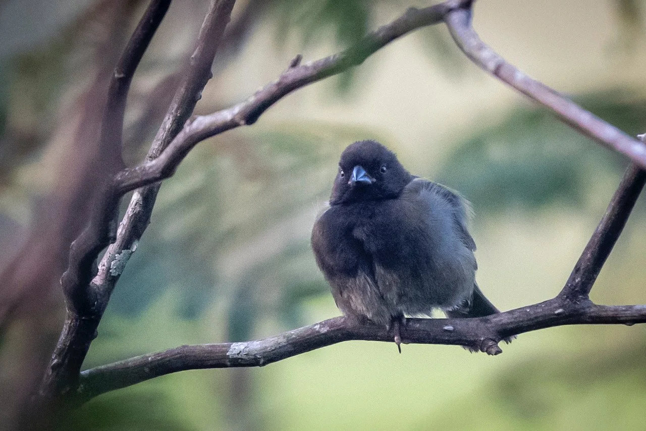 Black-faced Grassquit (DD)