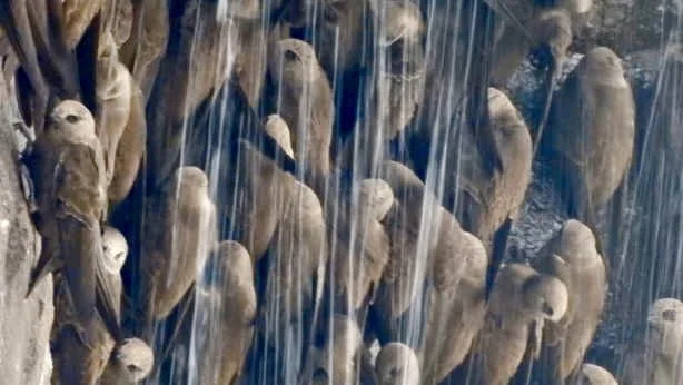 Great Dusky Swift (TS)