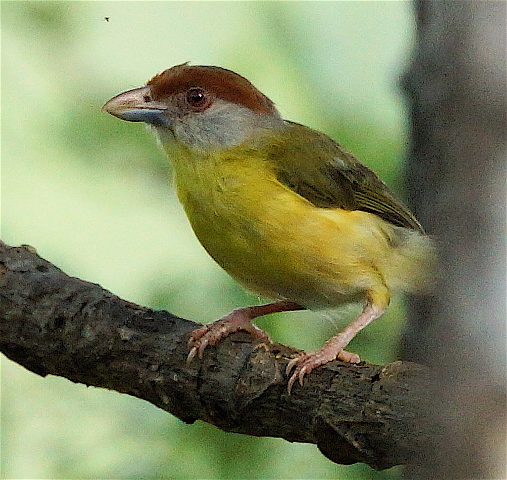 Rufous-browed Peppershrike (JJ)   