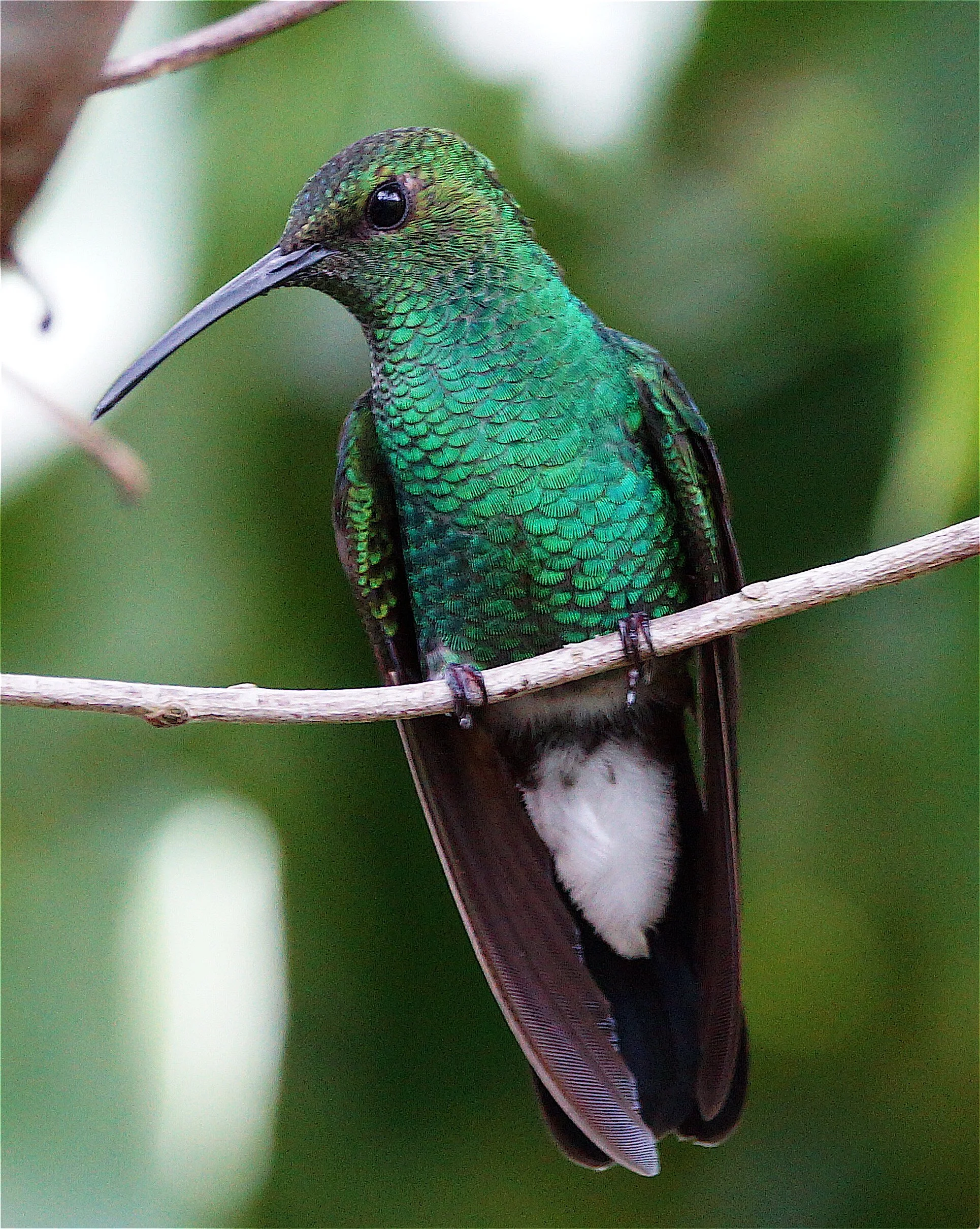 White-vented Plumeleteer (JJ) 