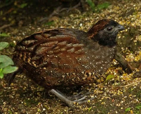 Black-Fronted Wood-Quail (VG)