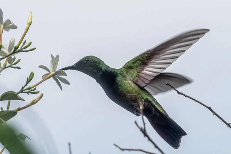 Puerto Rican Mango (RC)