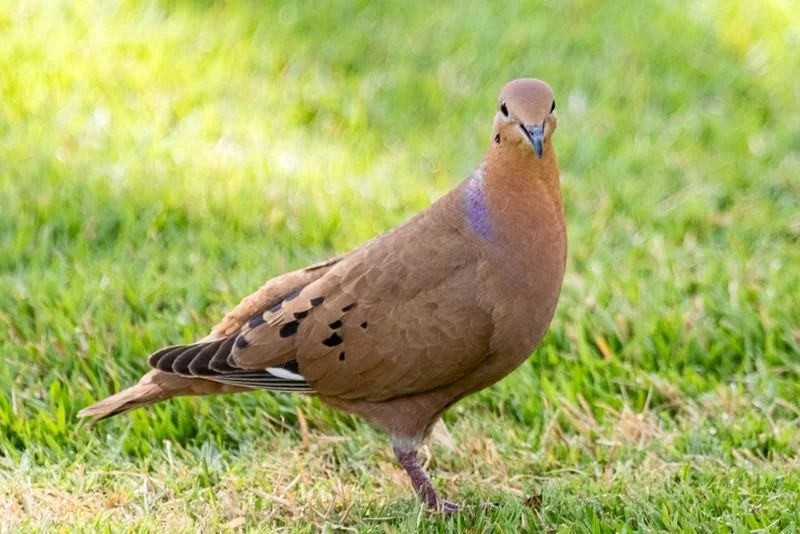 Zenaida Dove (RC)