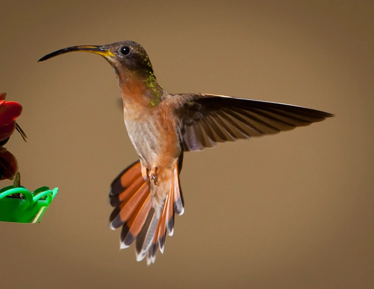 Rufous-breasted Hermit