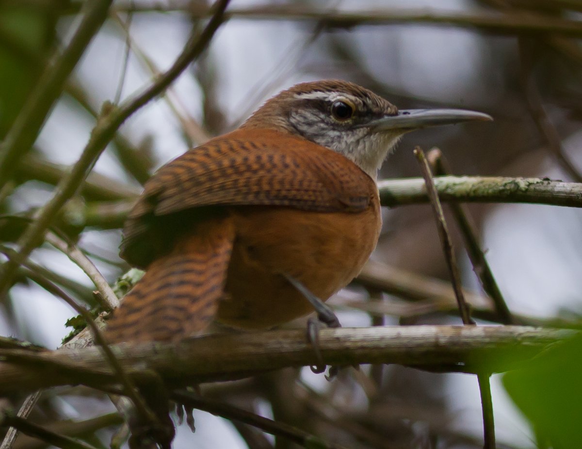 Long-billed Wren