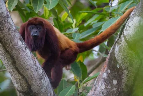 Venezuelan Red Howler Monkey (MV) 