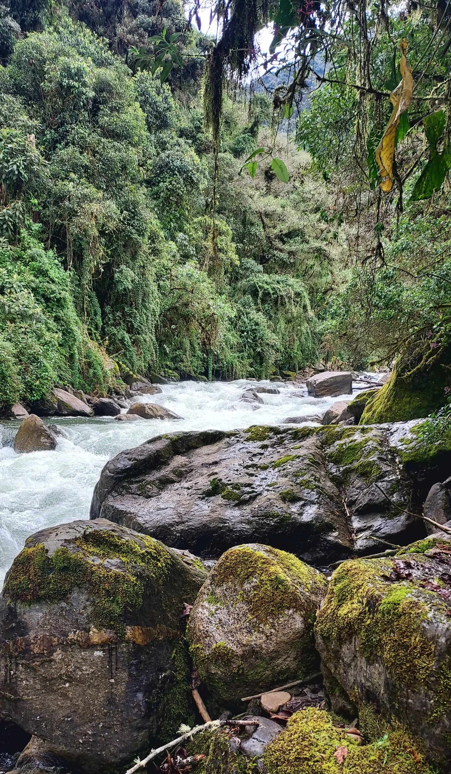 The Rio Papallacta is great habitat.........