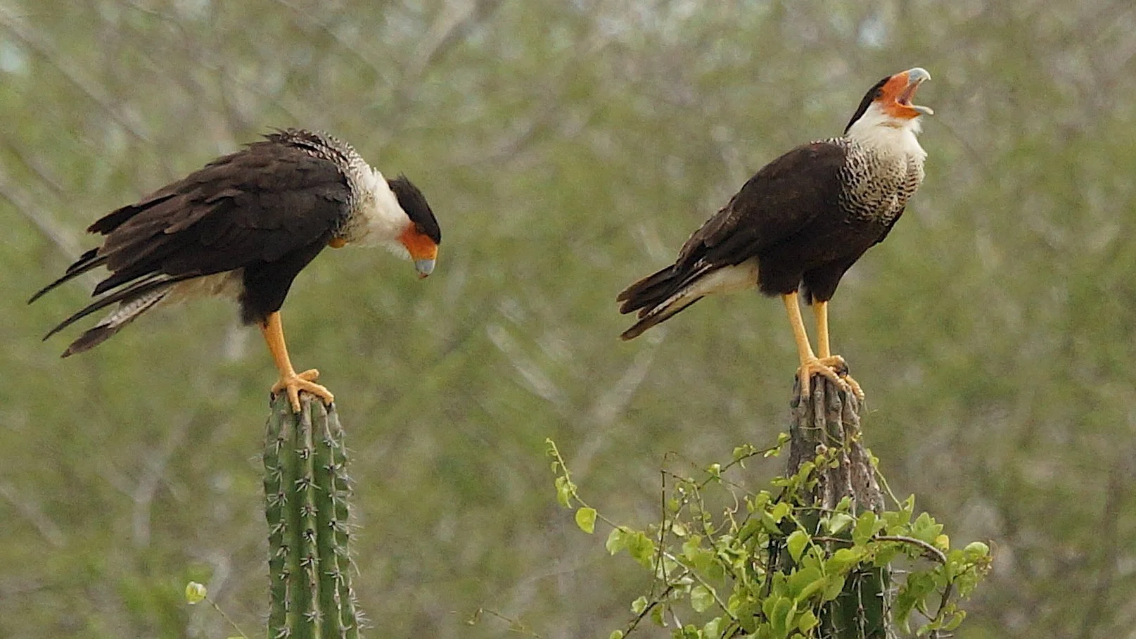 Crested Caracara (JJ)
