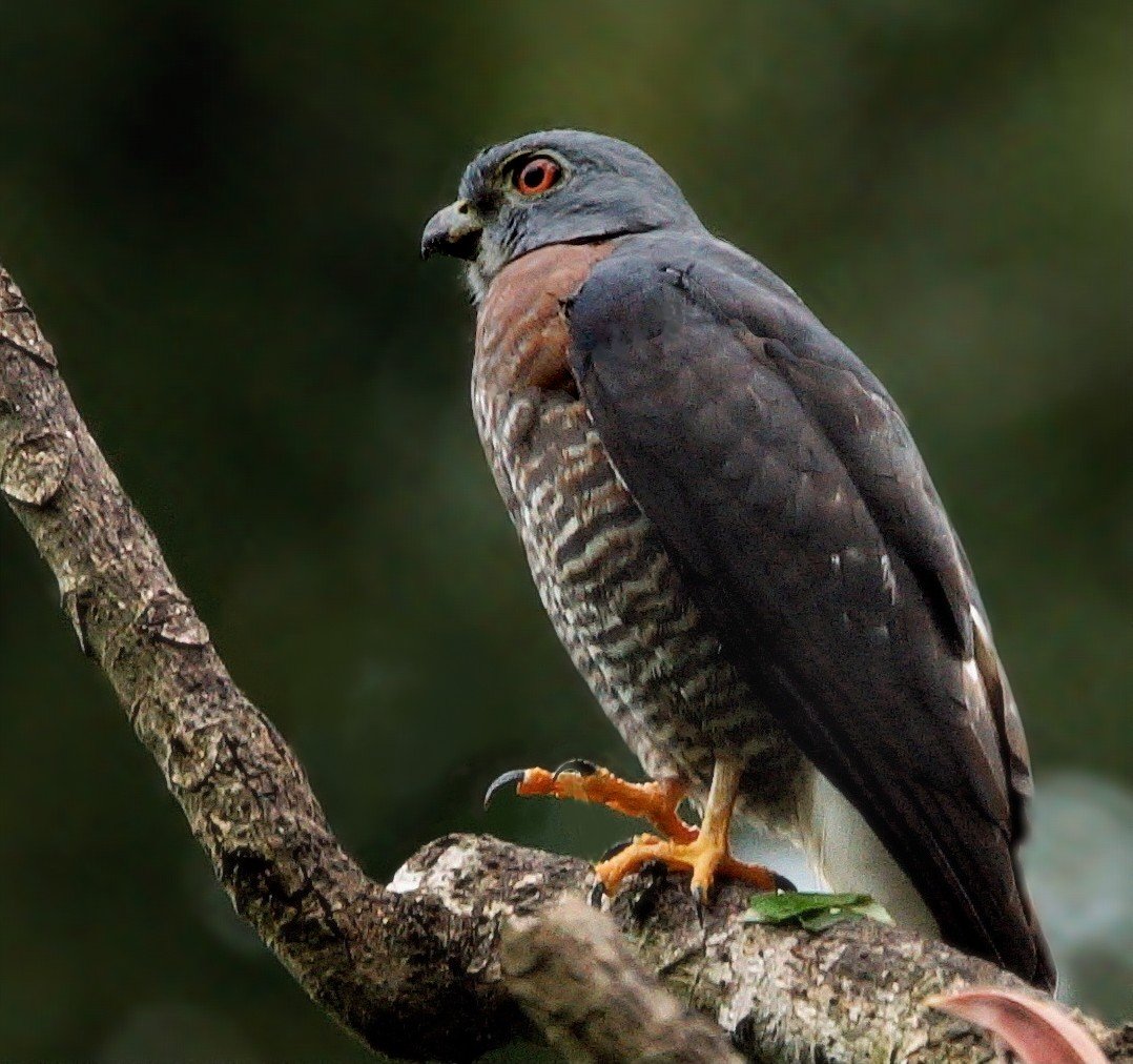 Double-toothed Kite (JJ)