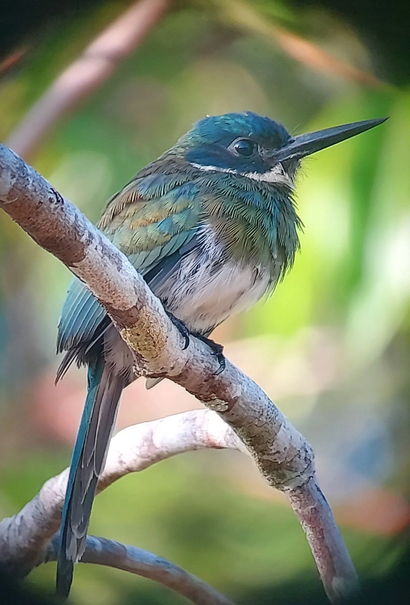 Bronzy Jacamar