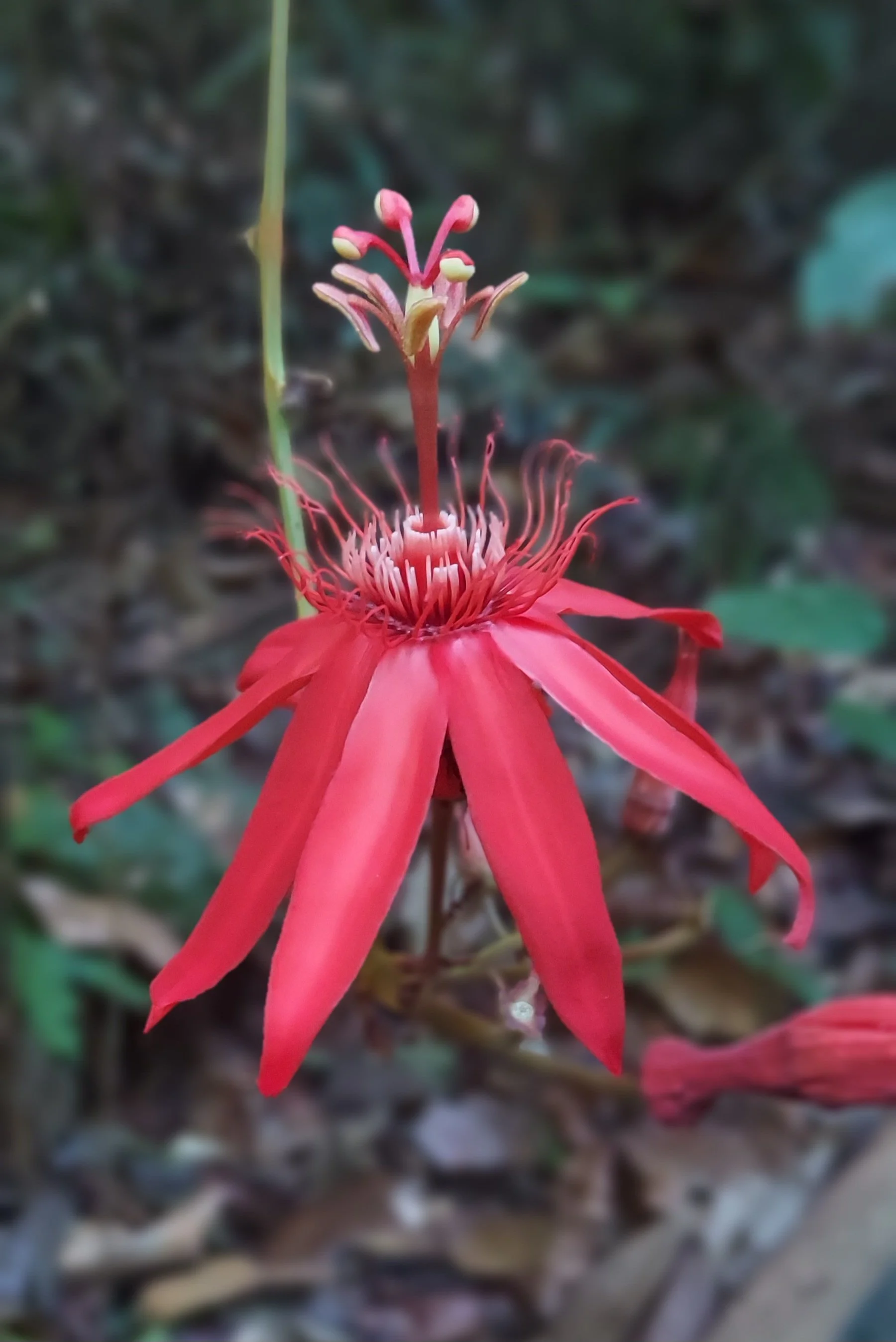 This special Passiflora is one of the top "menu" items for hermit hummingbirds