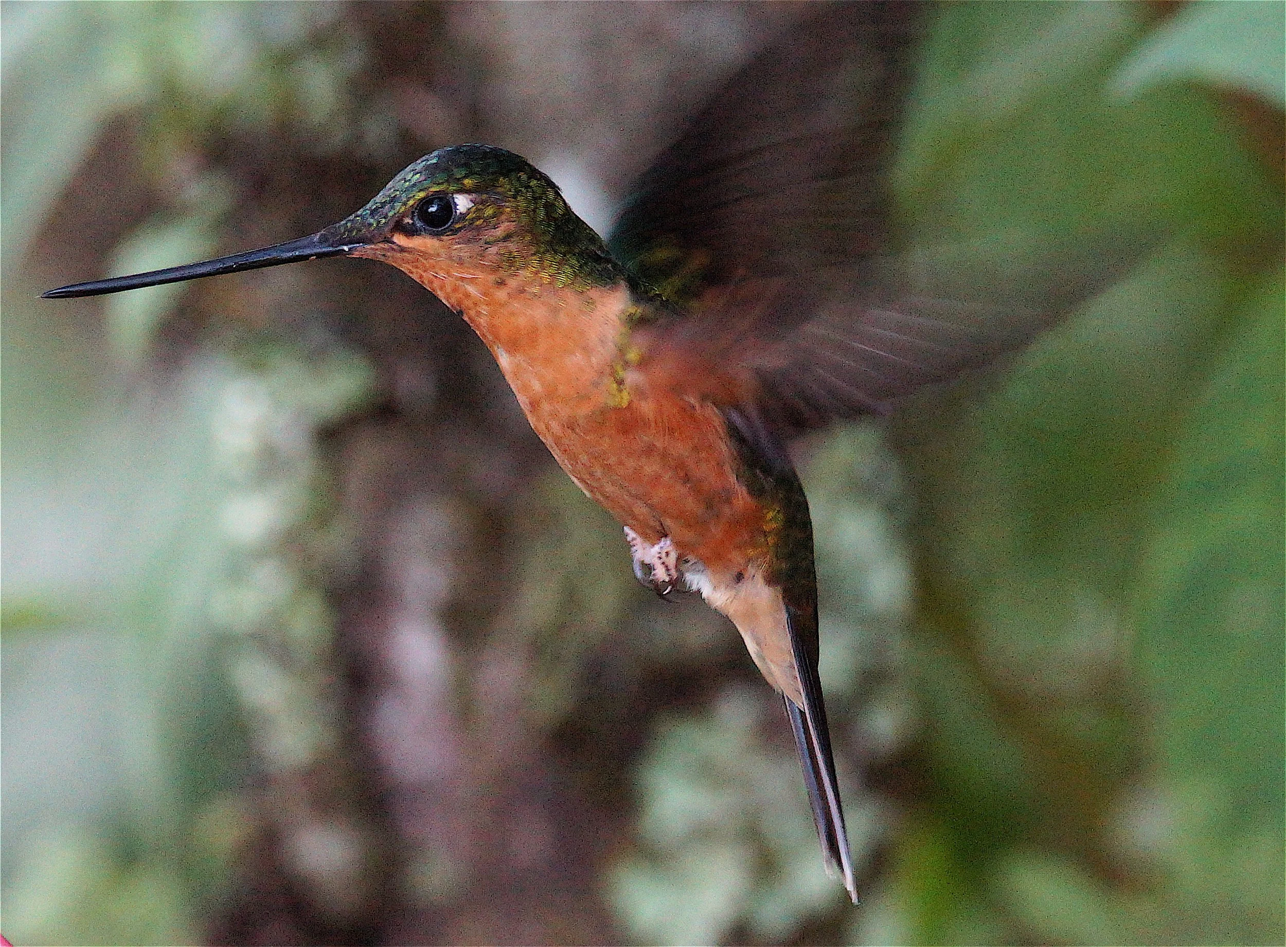 White-tailed Starfrontlet Female (JJ)