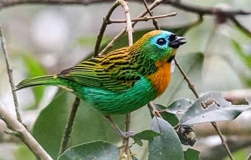 Brassy-breasted Tanager (MW)  