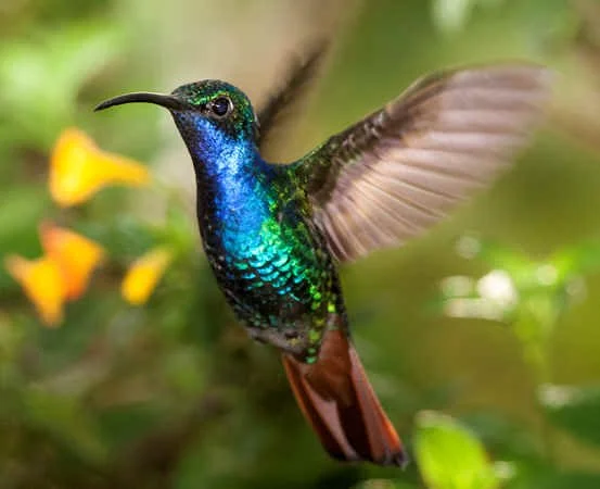 Lazuline Sabrewing (MB)