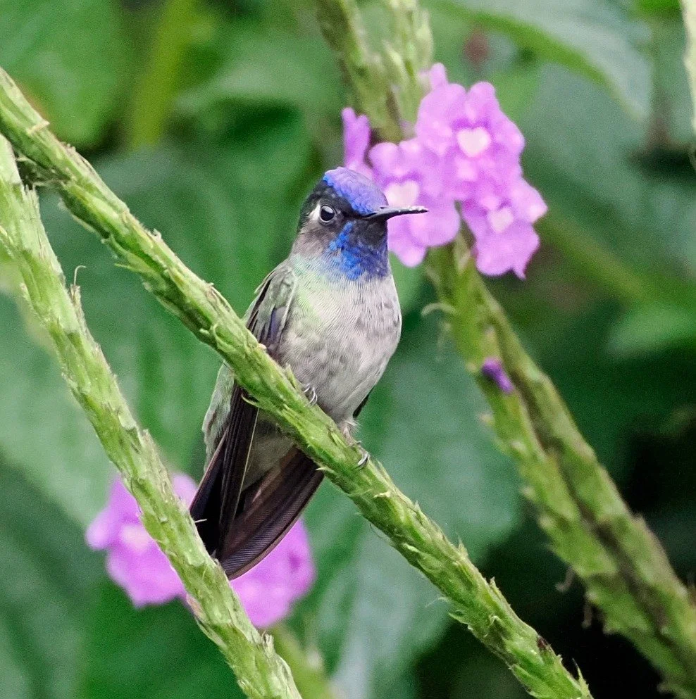 Violet-headed Hummingbird