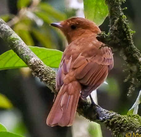 Rufous Mourner (MW)