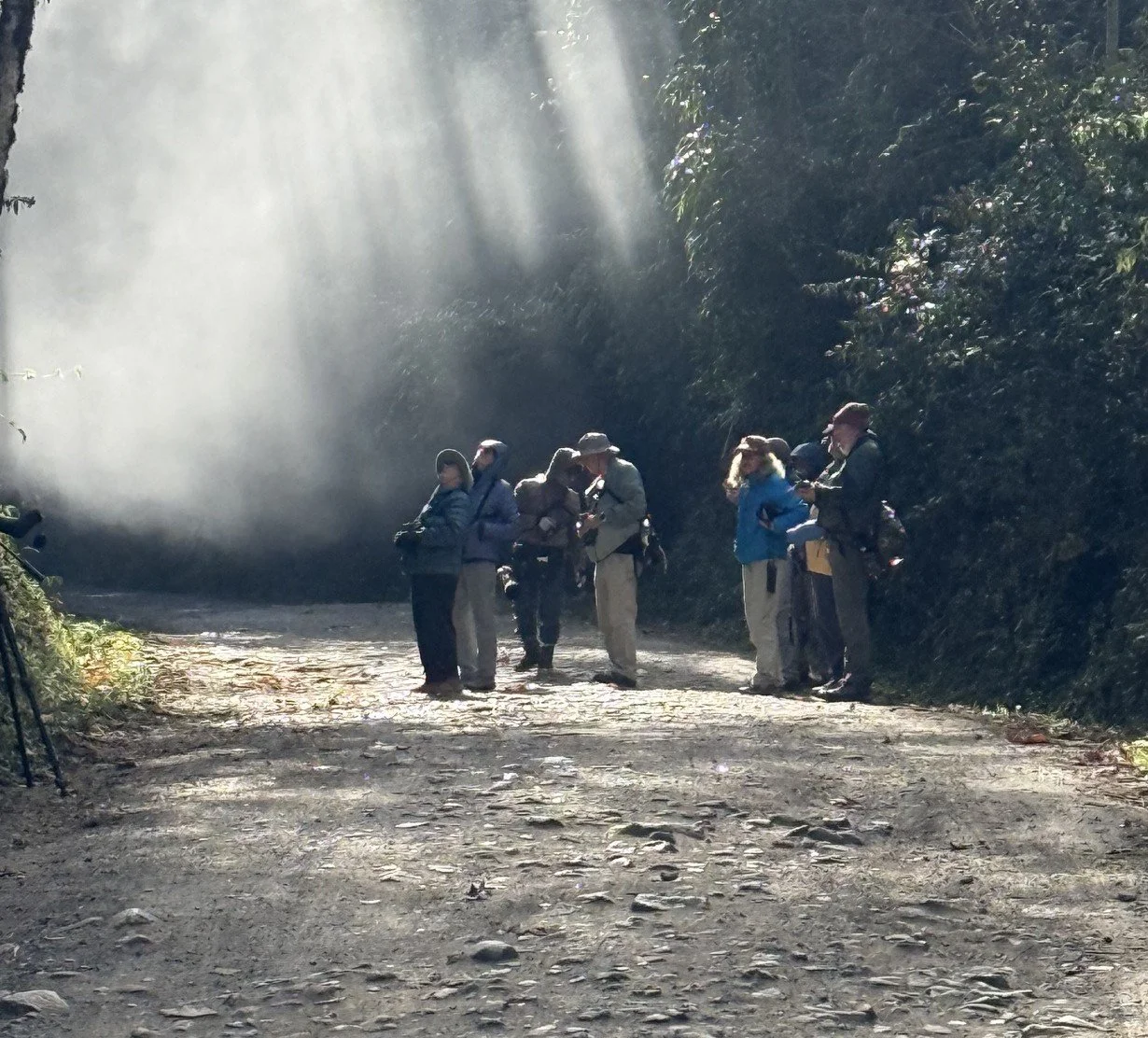 The forest in Itatiaia National park can be magical