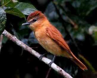 Cinnamon Becard (JJ)