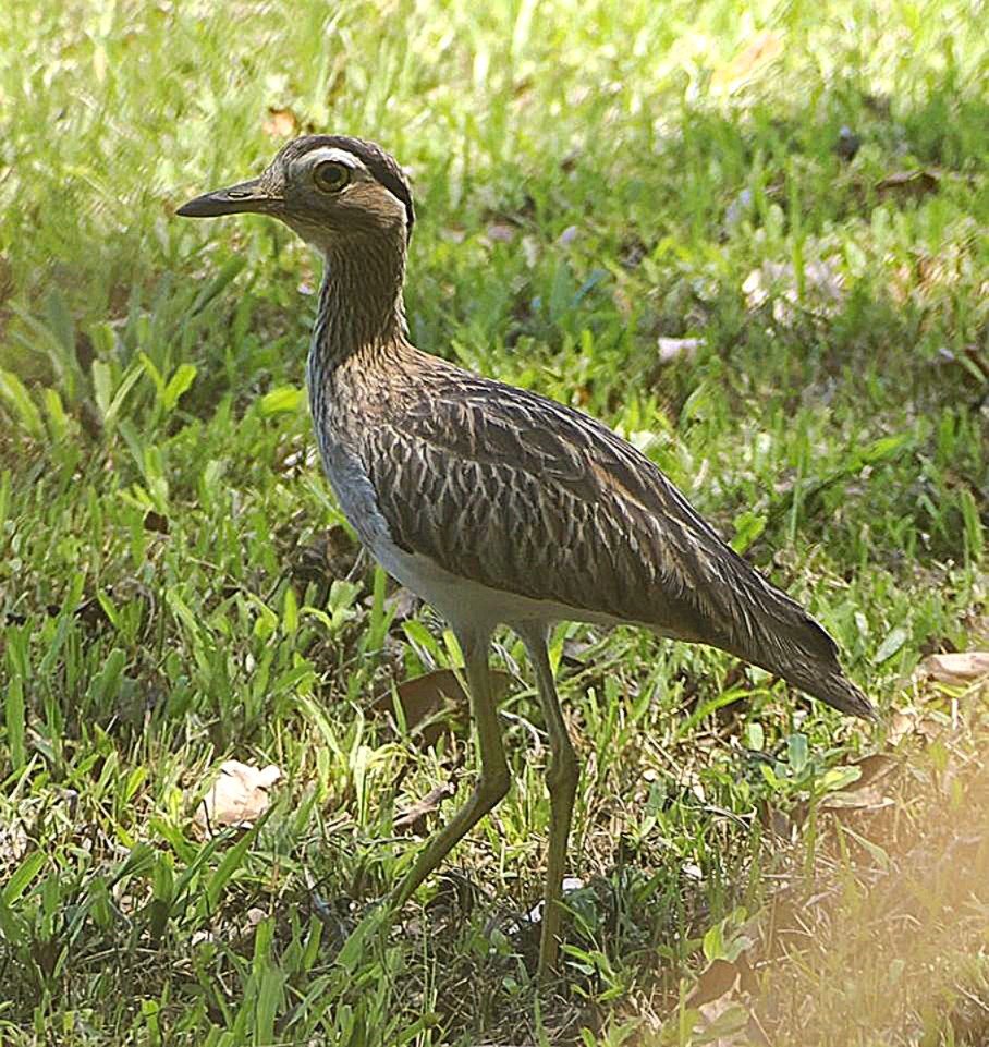 Double-striped Thick-knee (WR)